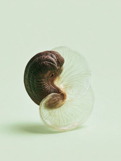 Nautilus Shell Minimalist Print.