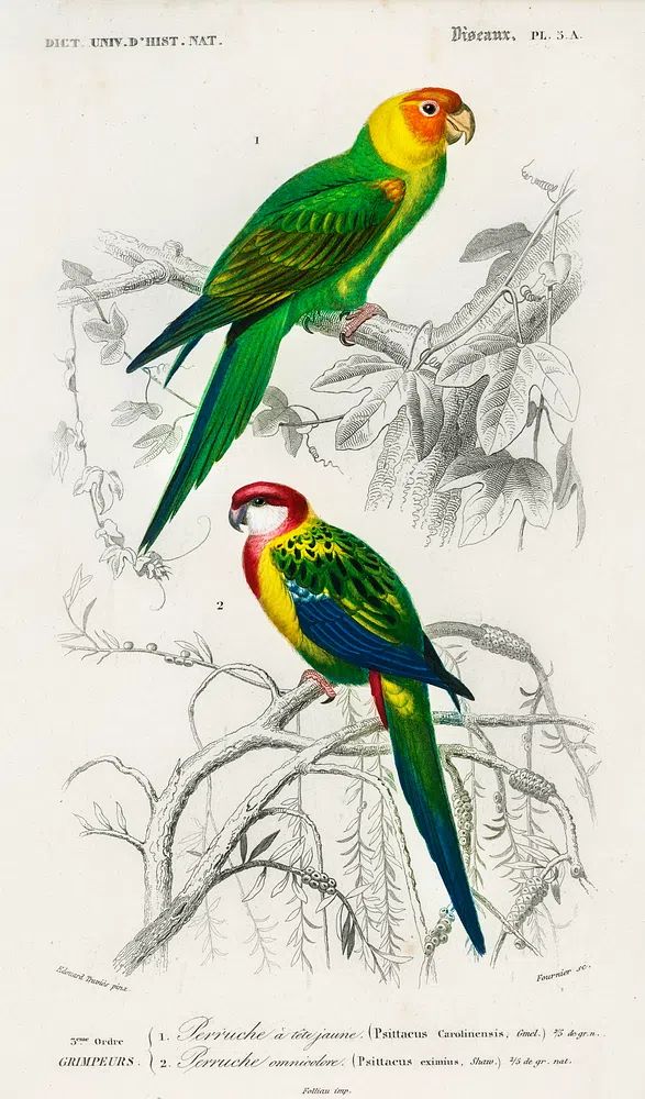 Different types birds illustrated Charles. poster — botanical art