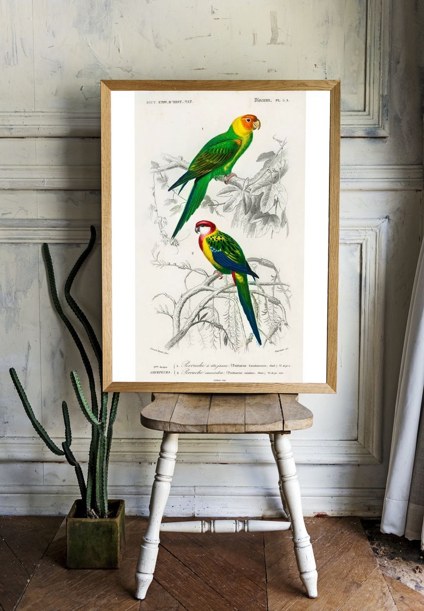 Different types birds illustrated Charles. — room view 1