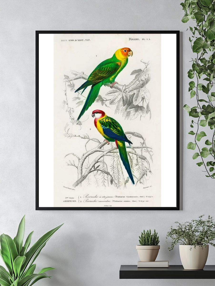 Different types birds illustrated Charles. — room view 4