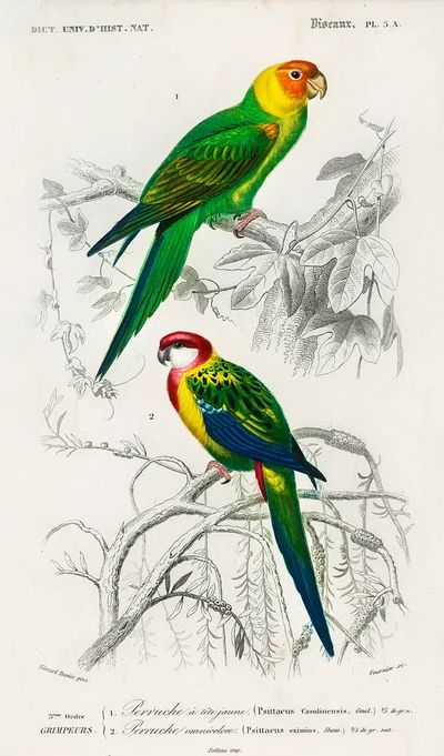 Different types birds illustrated Charles. poster