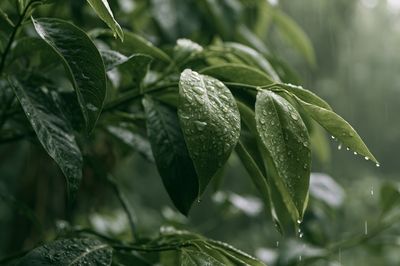 Rain-Kissed Green Leaves Poster. poster