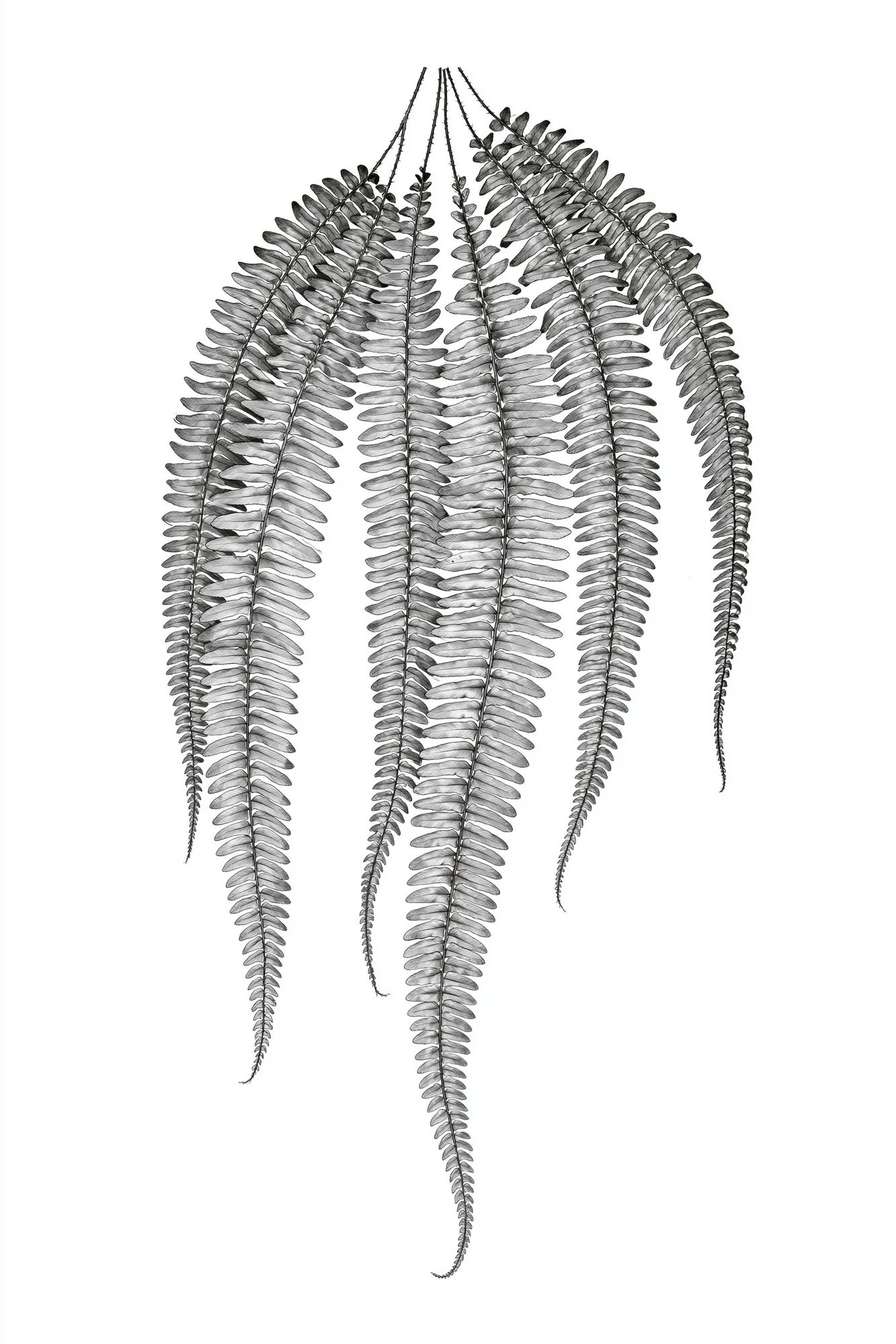Hanging Fern Botanical Print. poster — botanical art