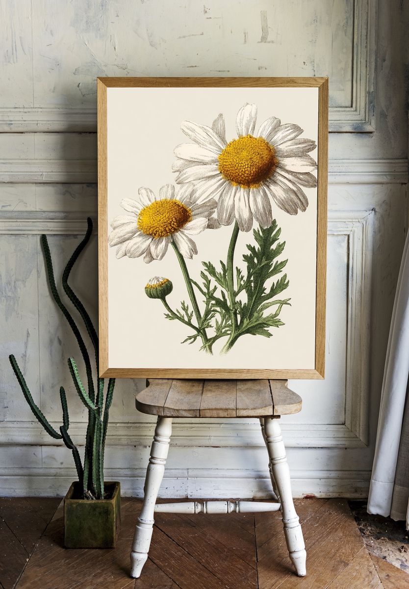 Daisy Botanical Illustration Poster. — room view 1