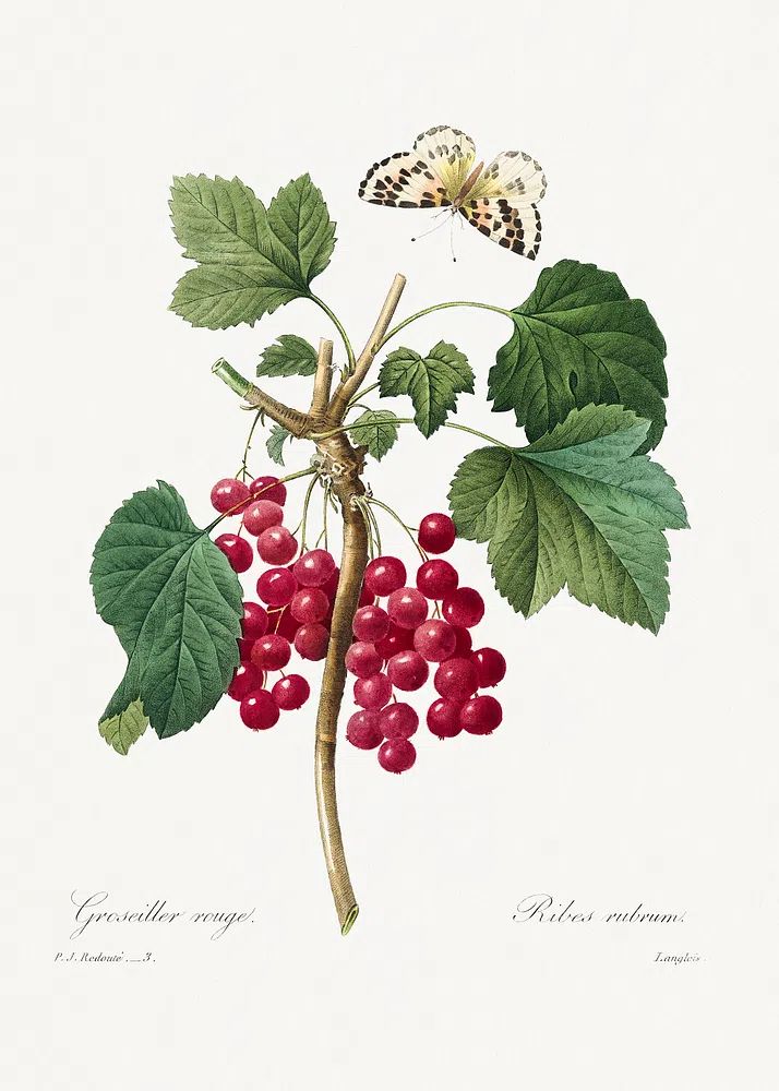 Red Currant Choix des plus. poster — botanical art