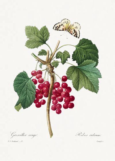 Red Currant Choix des plus. poster print