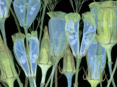 Blue Bellflower Botanical Print. poster print