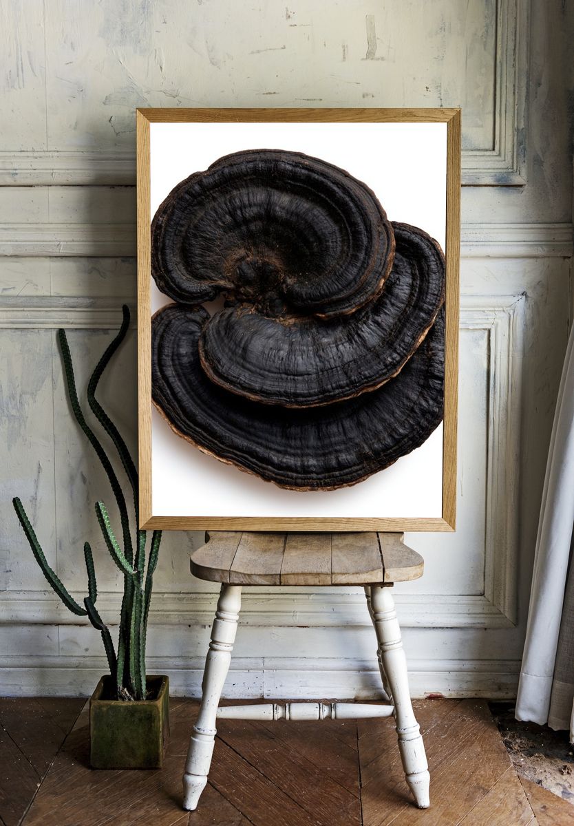 Reishi Mushroom Botanical Print. room preview