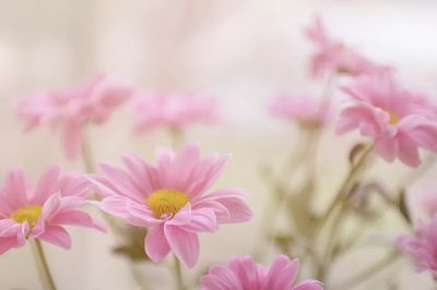 Flower wallpaper desktop, aesthetic HD.