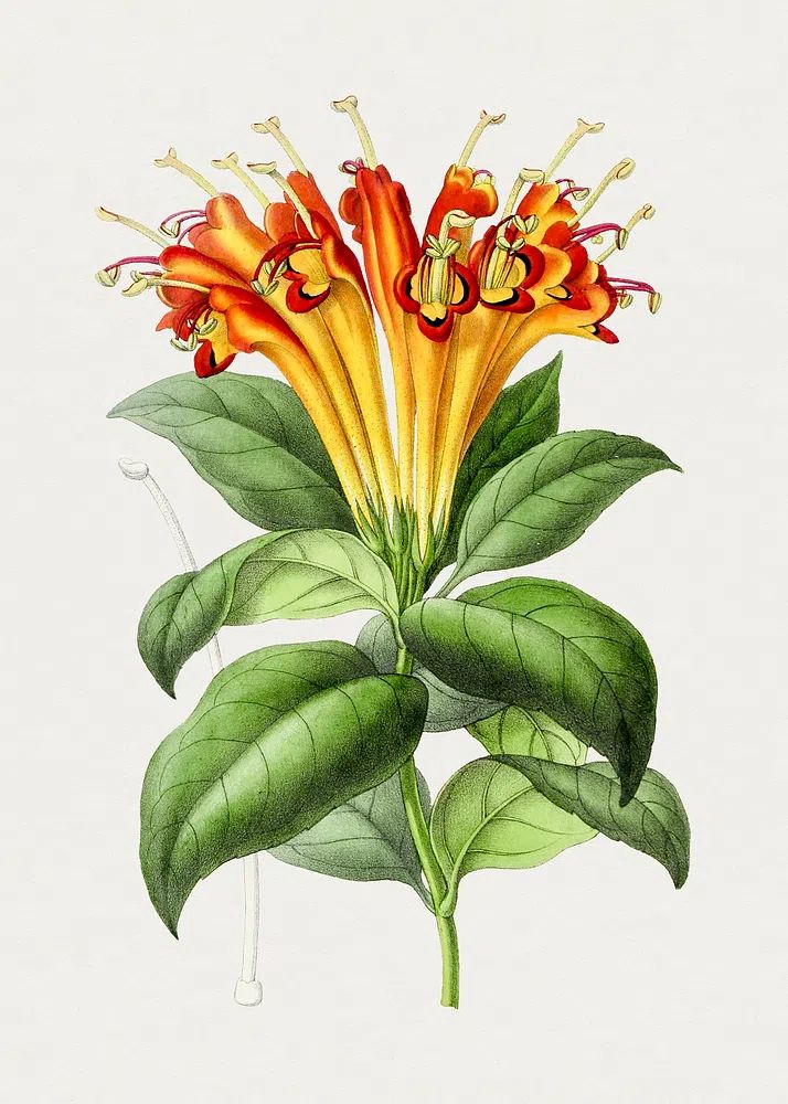 Hand drawn honeysuckle flower. Original. poster detail