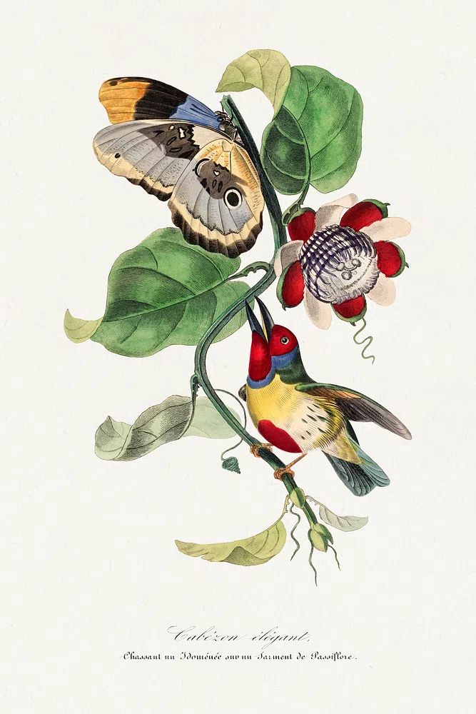 Versicolored barbet bird painting. Digitally. poster — botanical art
