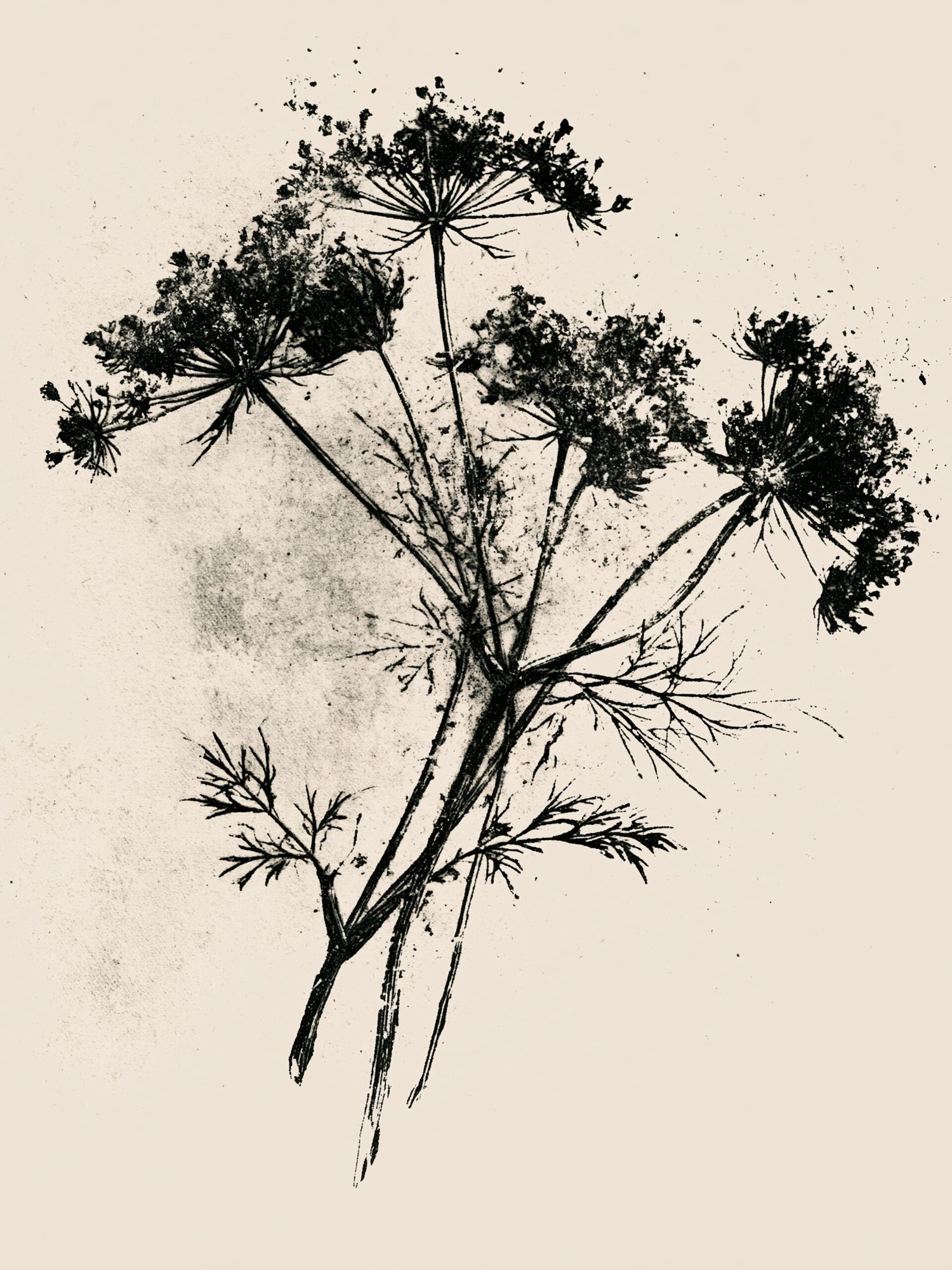 Wildflower Ink Botanical Poster. poster — botanical art