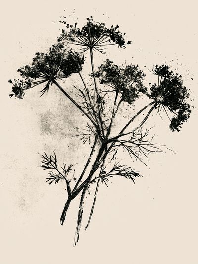 Wildflower Ink Botanical Poster. poster