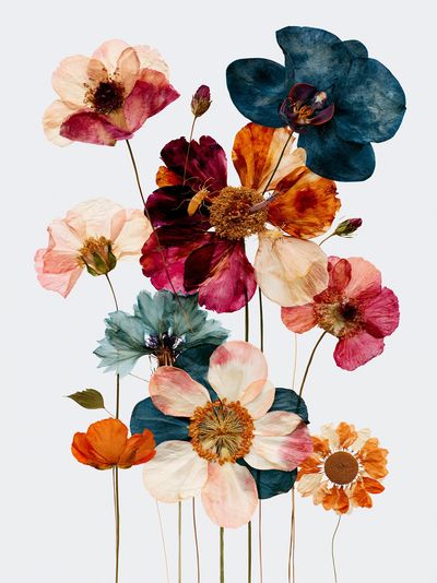 Pressed Poppy Bouquet Botanical Print.