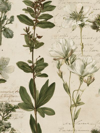 Vintage Botanical Study Poster.