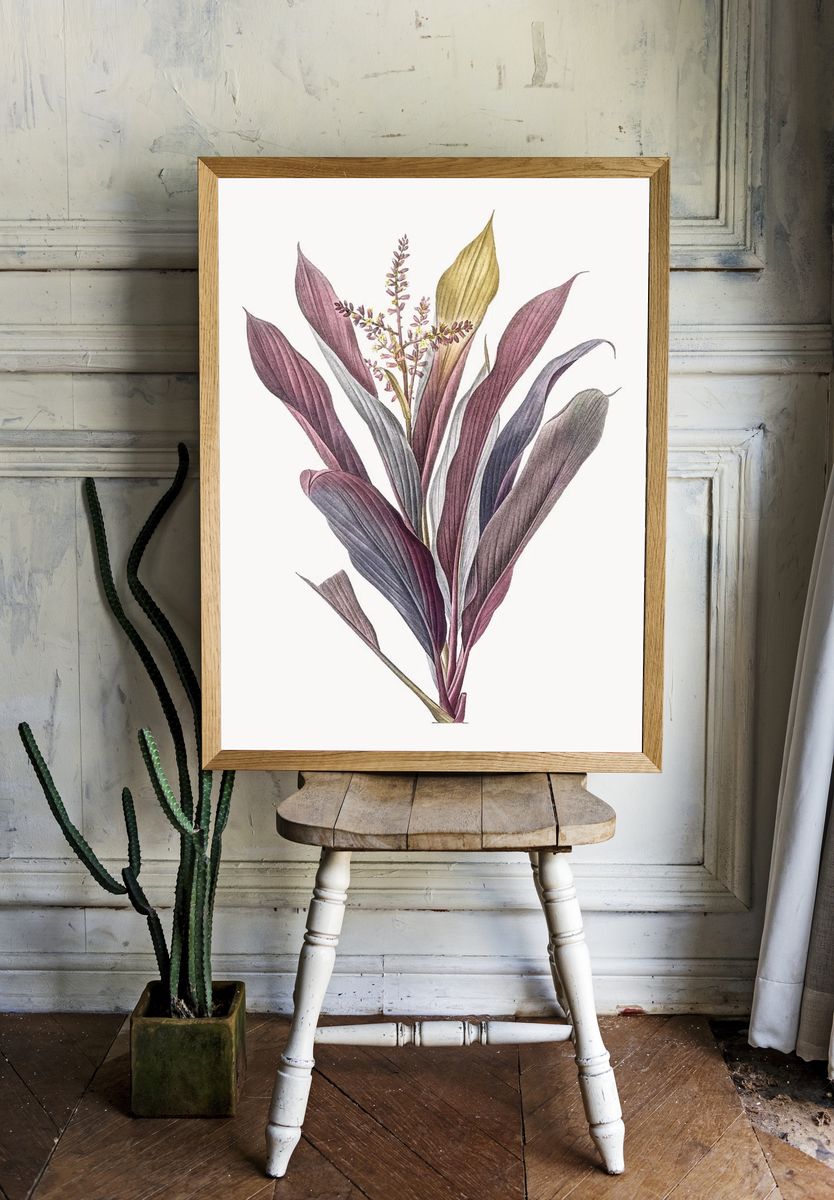Vintage Illustration of Cordyline fruticosa. — room view 1