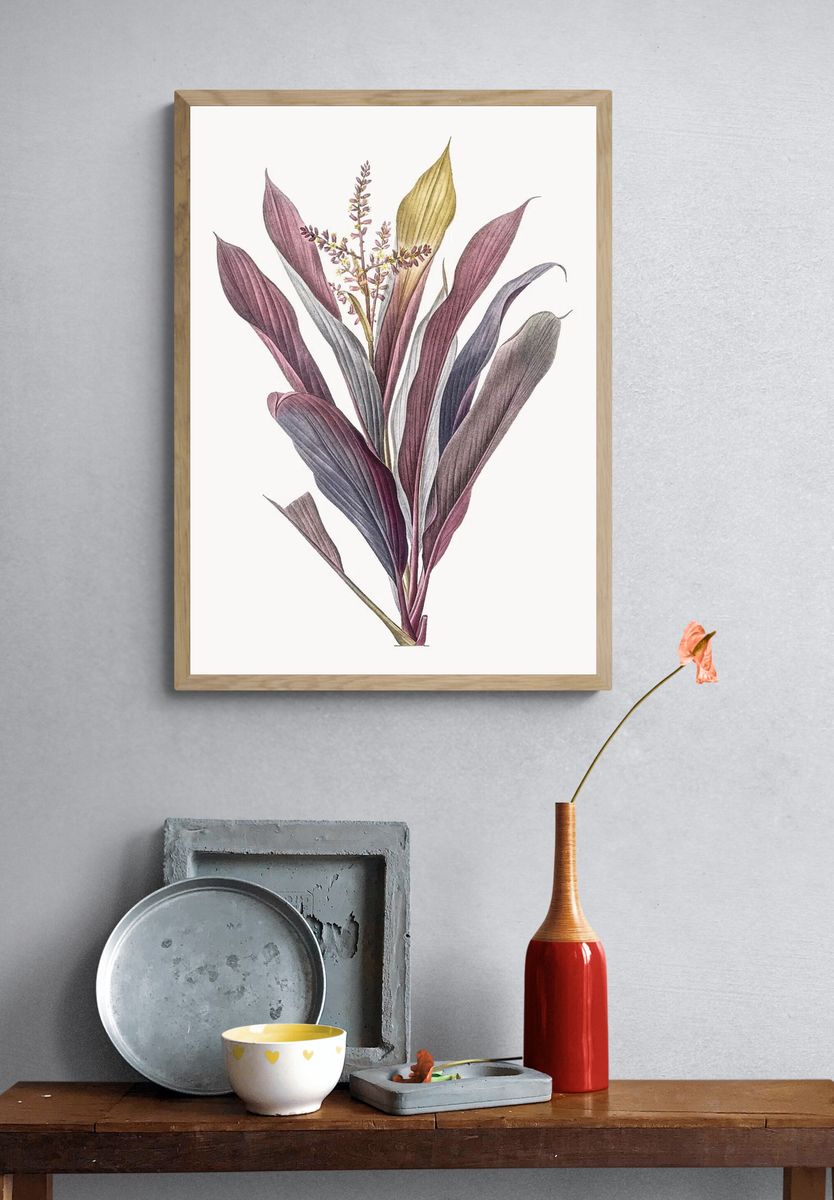 Vintage Illustration of Cordyline fruticosa. — room view 3