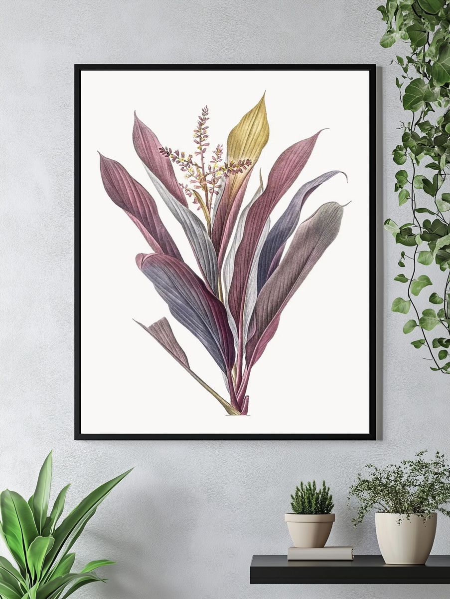 Vintage Illustration of Cordyline fruticosa. — room view 4