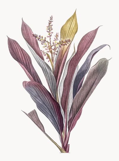 Vintage Illustration of Cordyline fruticosa. poster print