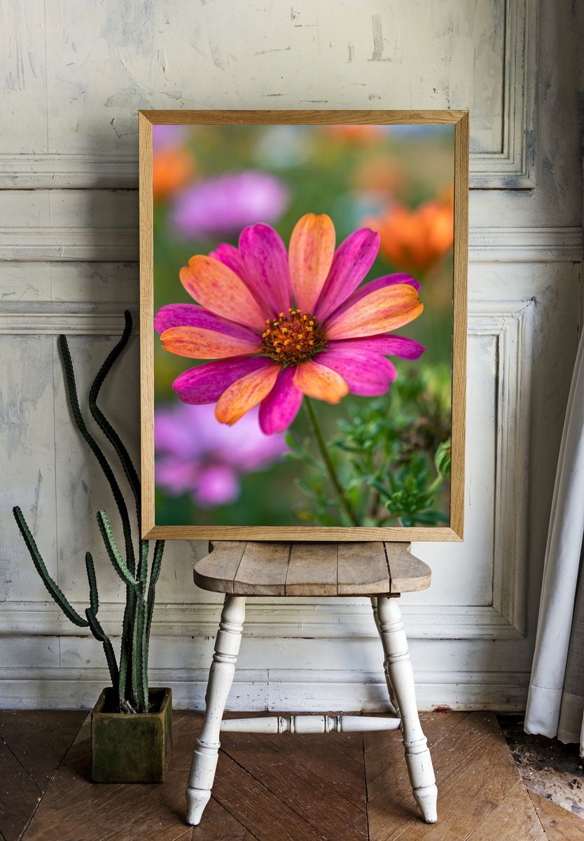 Pink and Orange Daisy Bloom Poster. room preview