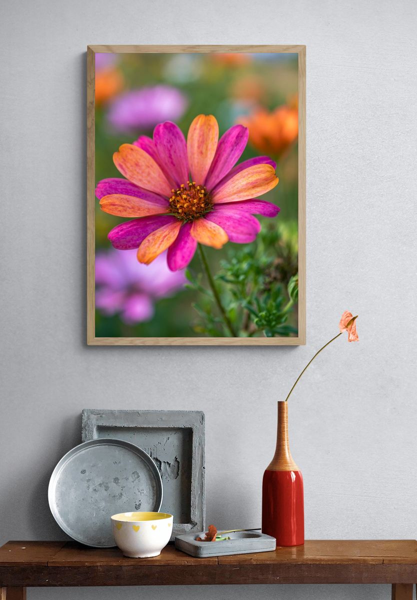 Pink and Orange Daisy Bloom Poster. — room view 3