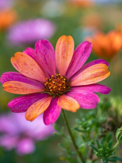 Pink and Orange Daisy Bloom Poster. poster