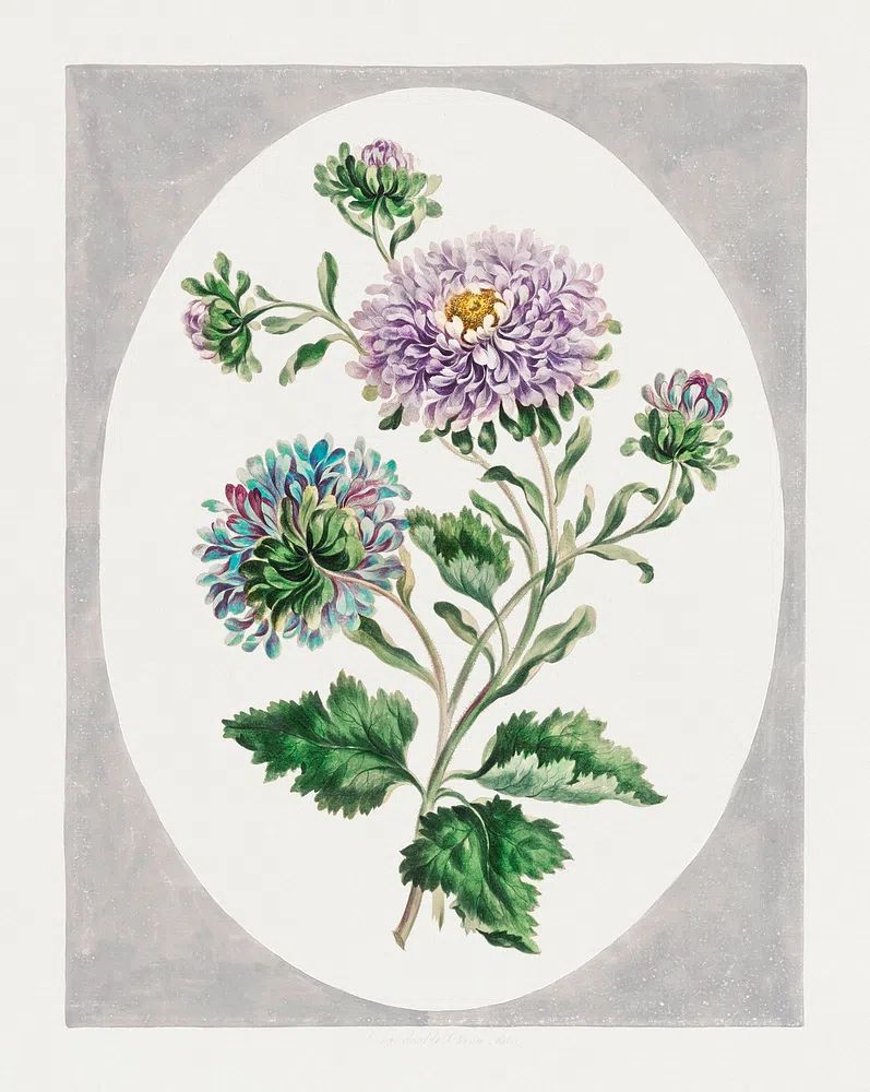 Large Double-China Aster (1793) high. poster — botanical art