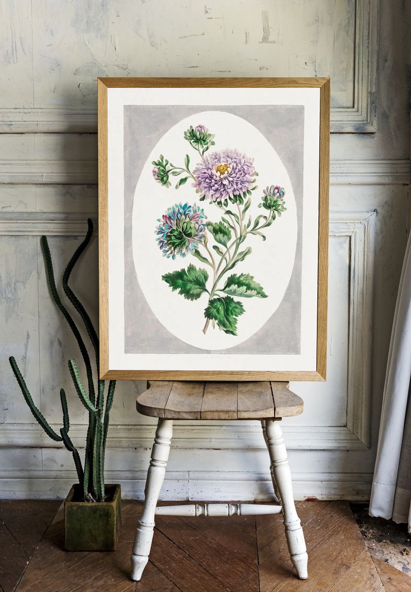 Large Double-China Aster (1793) high. room preview
