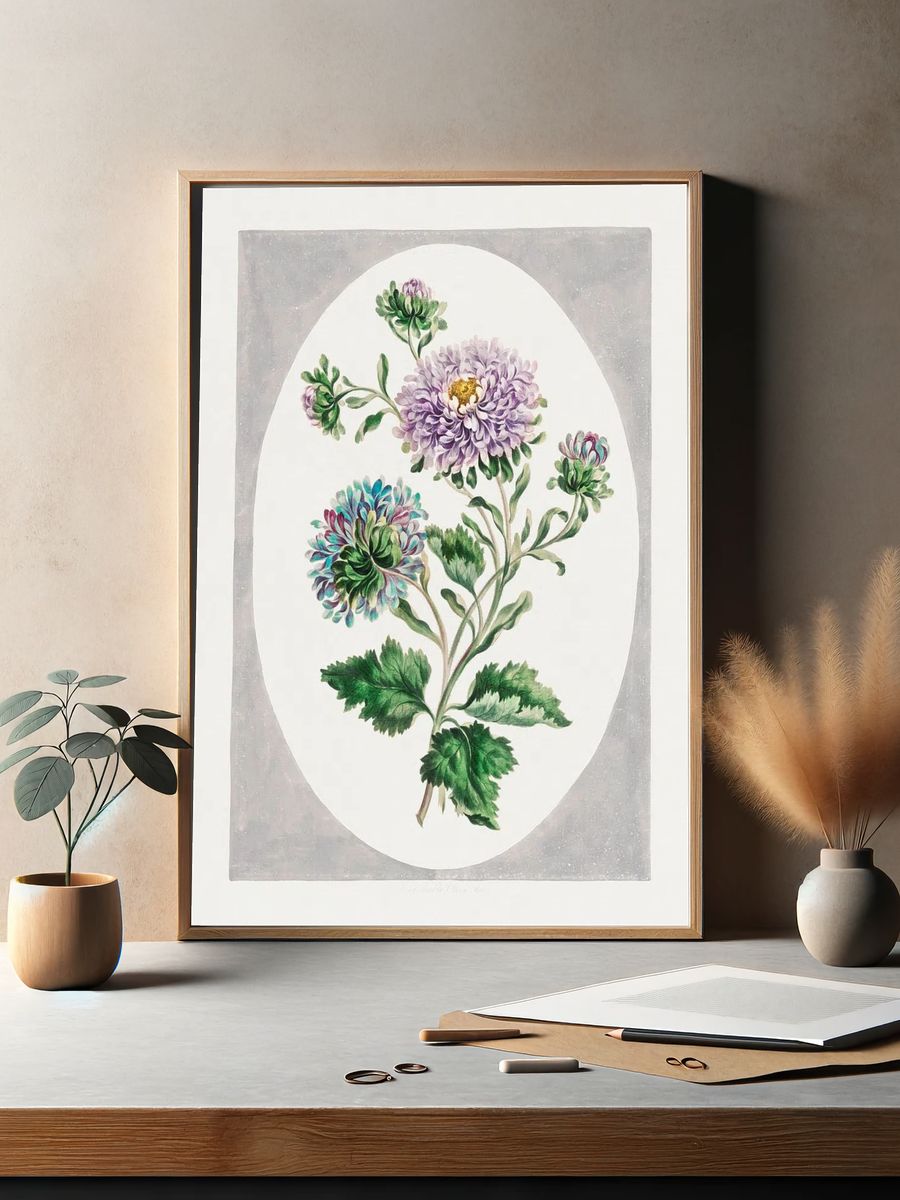 Large Double-China Aster (1793) high. — room view 2