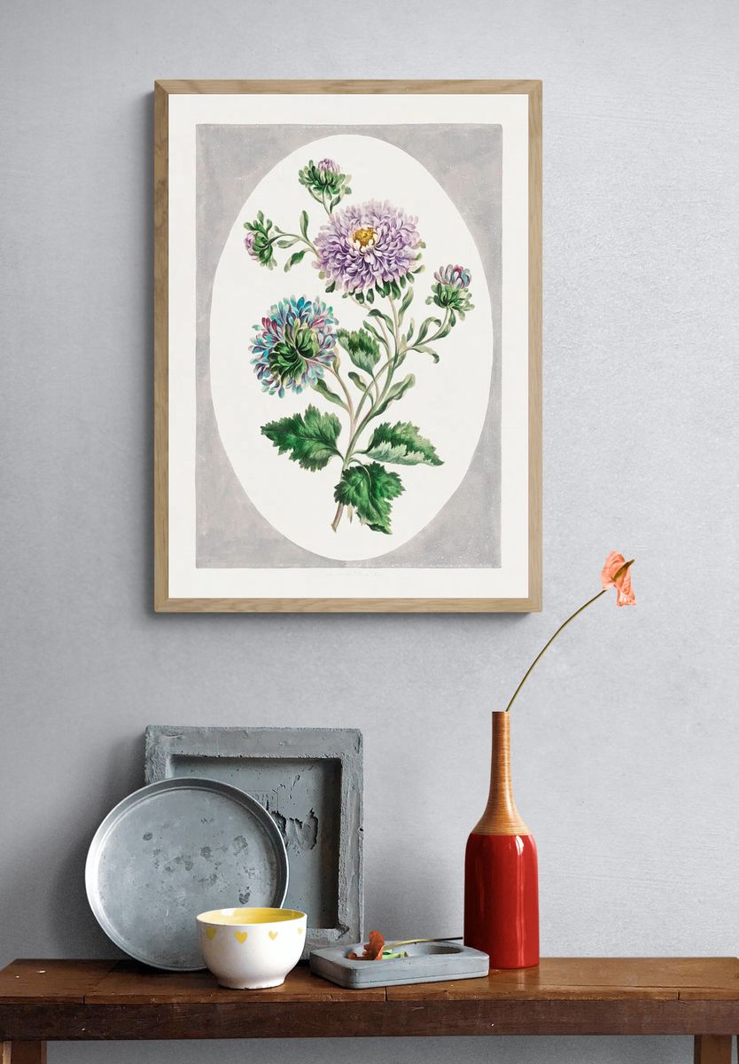 Large Double-China Aster (1793) high. — room view 3
