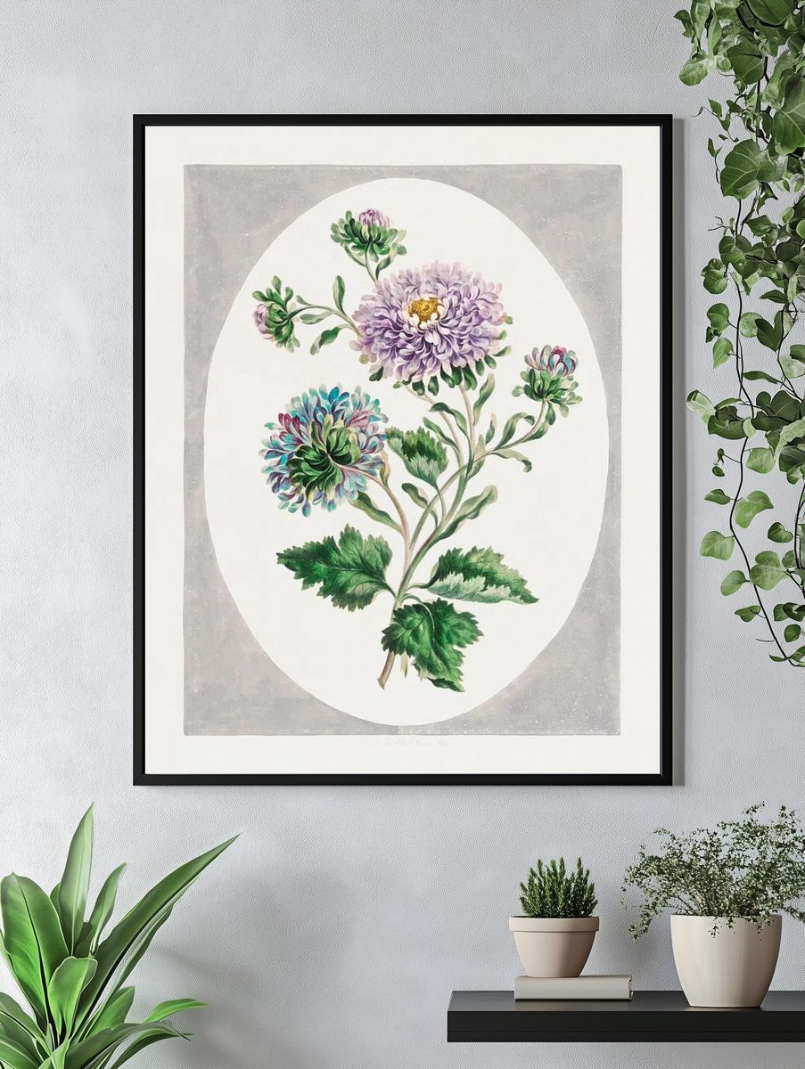 Large Double-China Aster (1793) high. — room view 4
