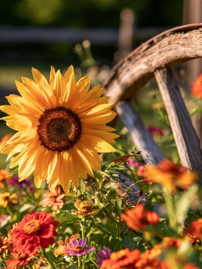 Sunflower Garden Bloom Print.