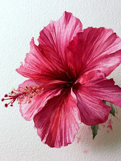 Pink Hibiscus Watercolor Poster. poster