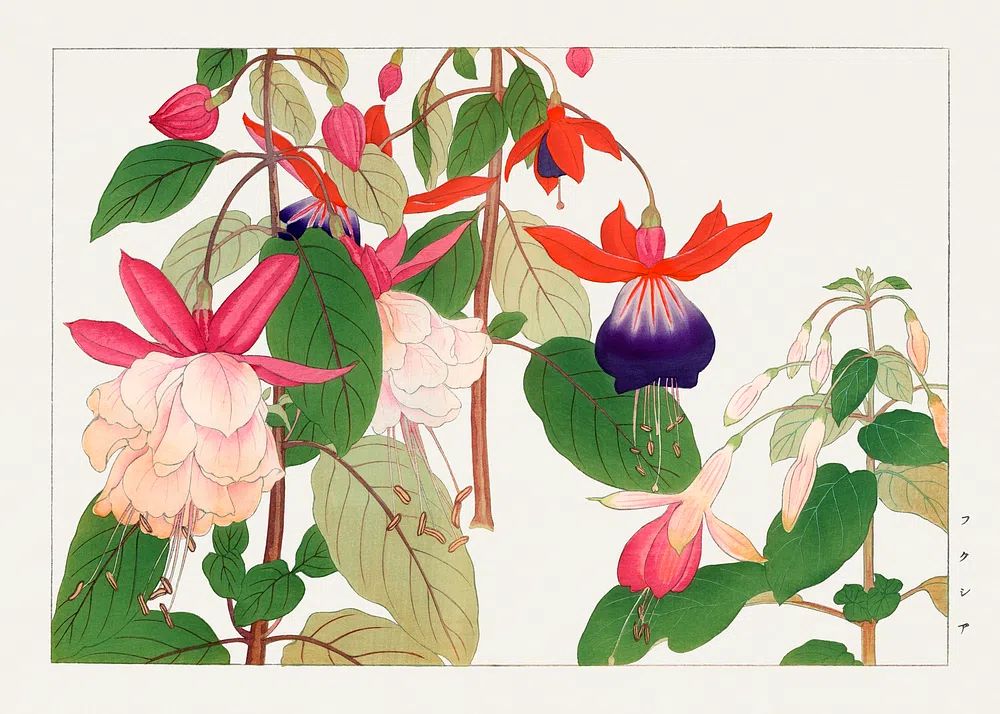 Fuchsia flower, Japanese woodblock art. poster detail