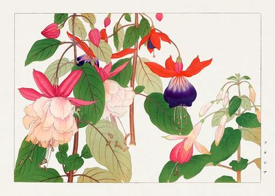 Fuchsia flower, Japanese woodblock art.