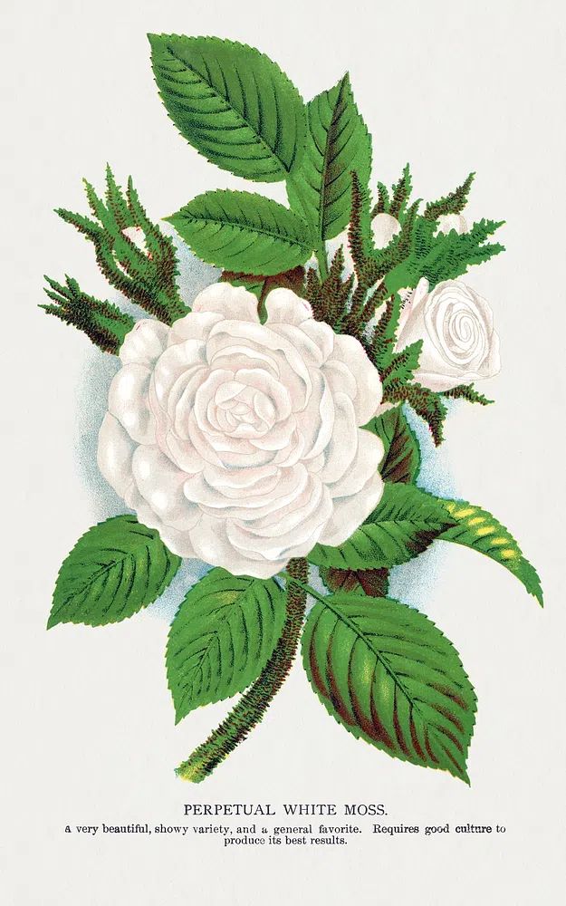Perpetual White Moss Botanical Print. poster detail