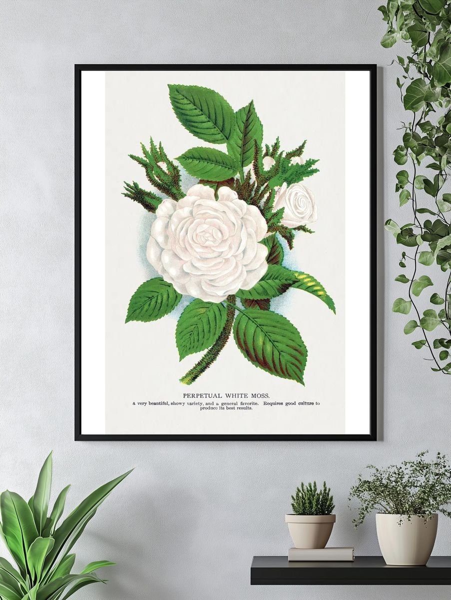Perpetual White Moss Botanical Print. — room view 4