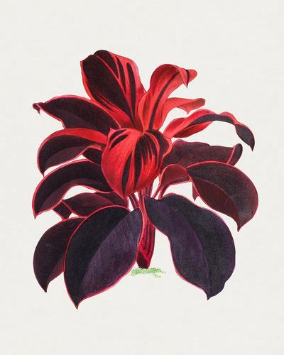 Hand drawn Hawaiian Ti plant.