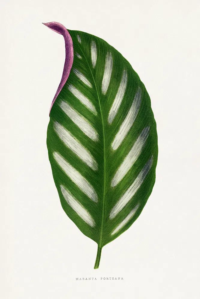 Maranta Porteana leaf illustration. Digitally. poster — botanical art