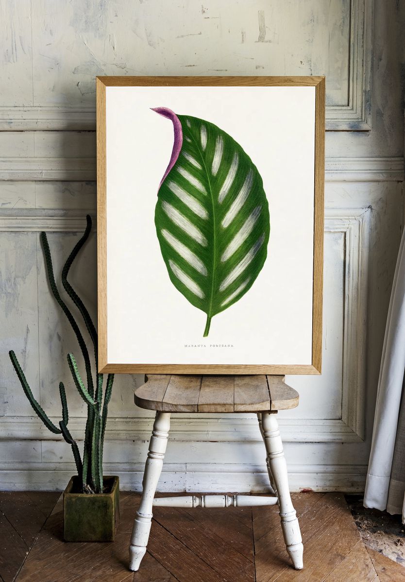Maranta Porteana leaf illustration. Digitally. room preview