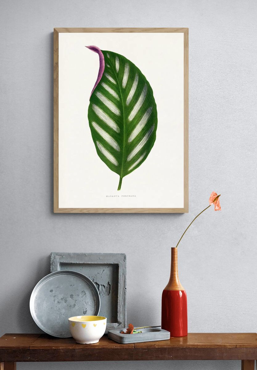 Maranta Porteana leaf illustration. Digitally. — room view 3