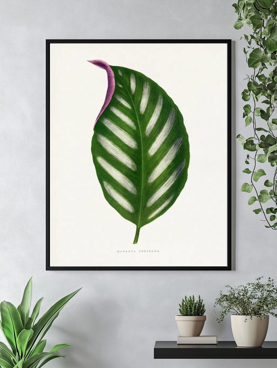 Maranta Porteana leaf illustration. Digitally. — room view 4