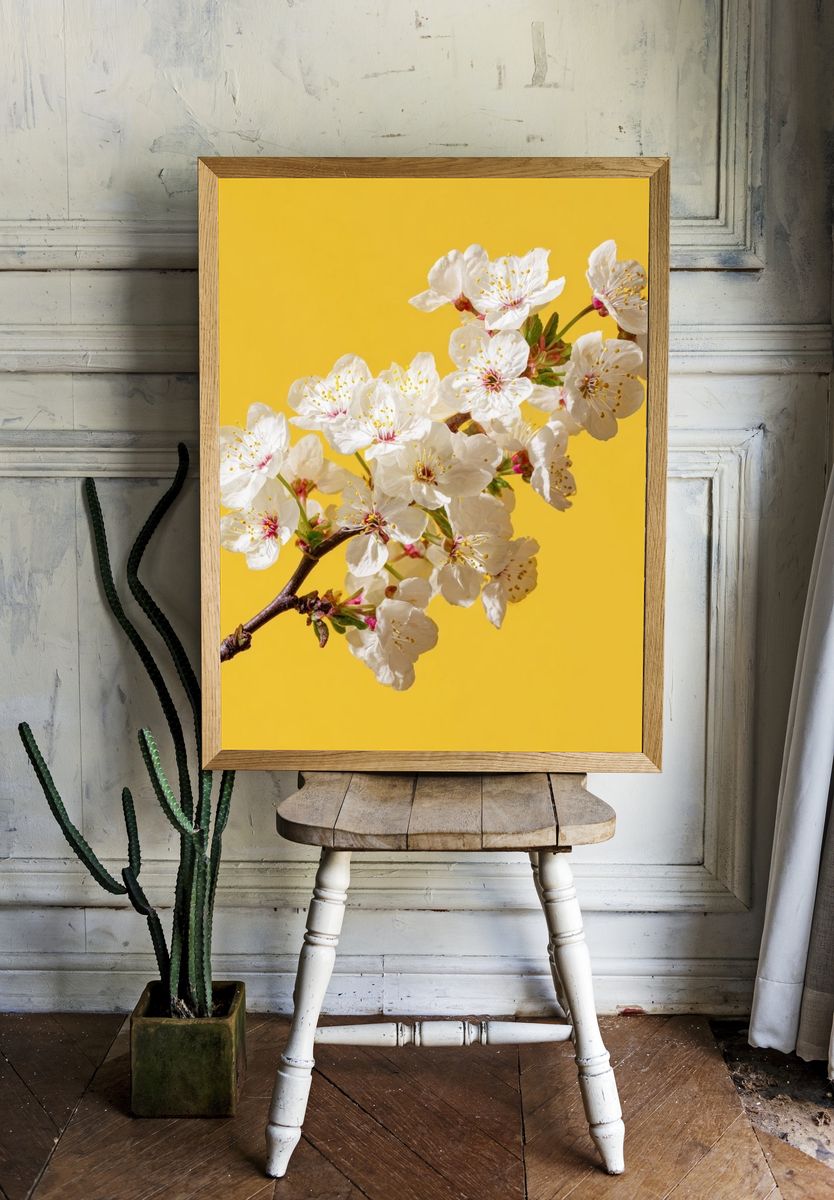 Cherry Blossom Branch Print. — room view 1