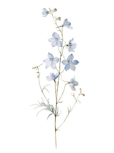 Blue Delphinium Botanical Print. poster