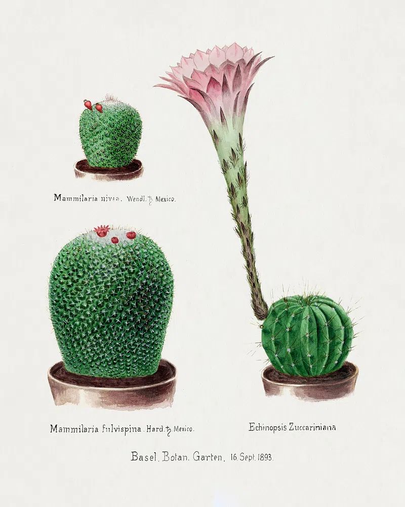 Vintage Cactus Botanical Print. poster detail