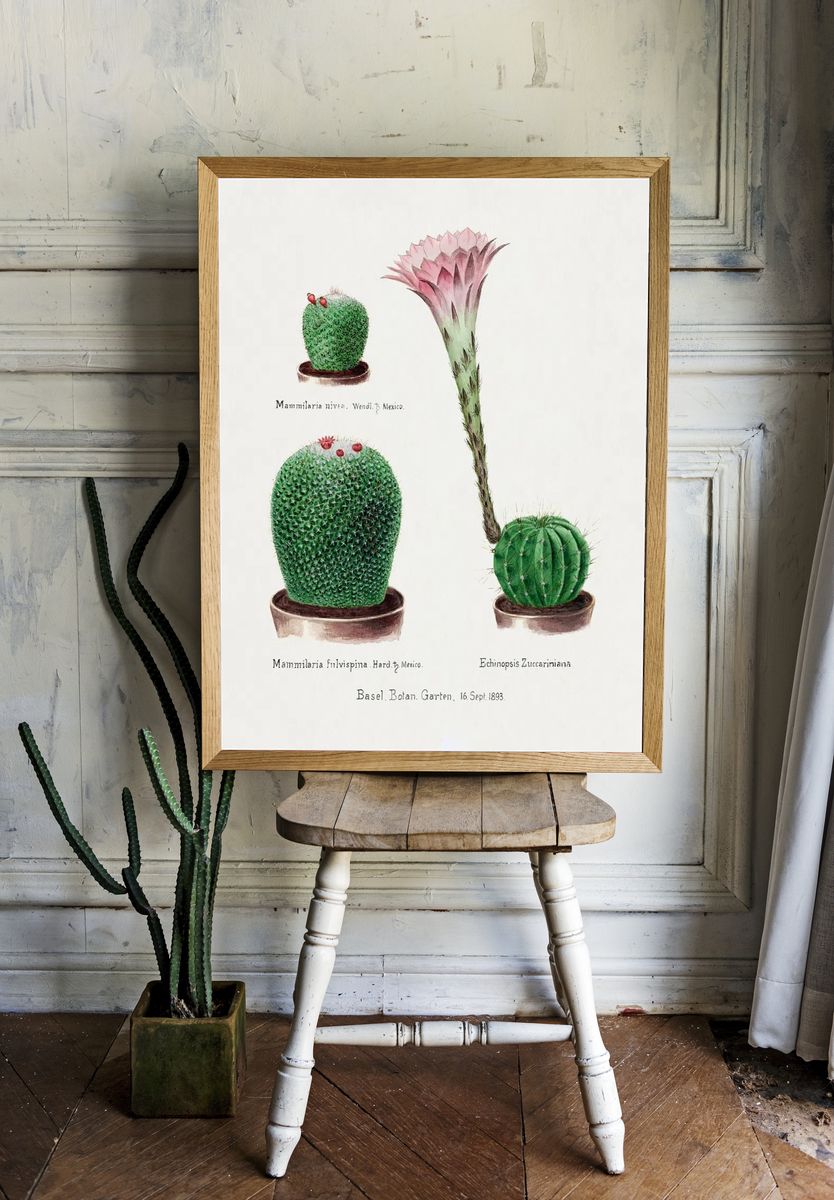 Vintage Cactus Botanical Print. — room view 1