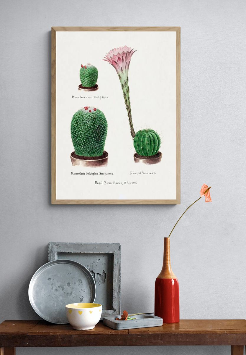 Vintage Cactus Botanical Print. — room view 3