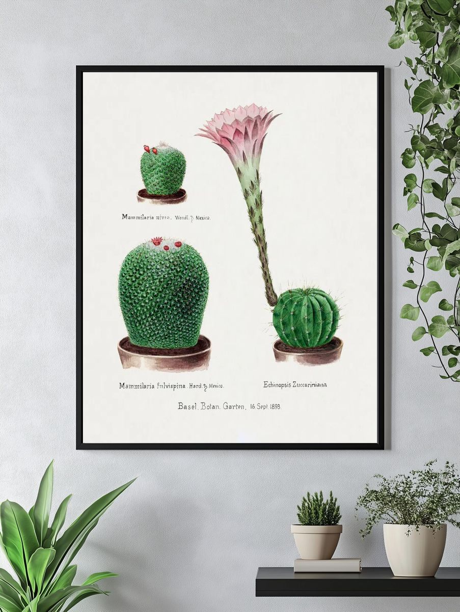 Vintage Cactus Botanical Print. — room view 4