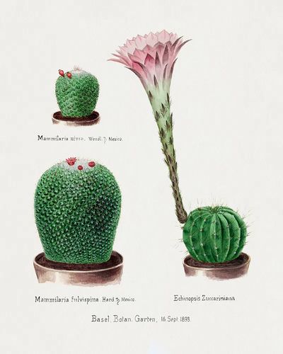 Vintage Cactus Botanical Print. poster print