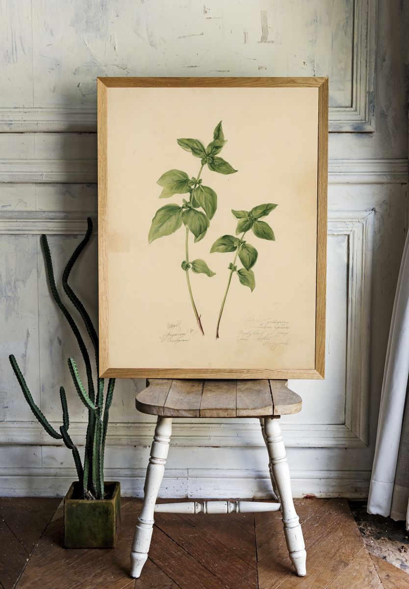 Basil Botanical Study Print. room preview